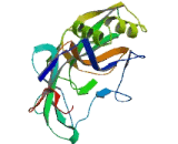 Trans Golgi Network Protein 2 (TGOLN2)