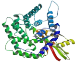 Transcobalamin II, Macrocytic Anemia (TCN2)