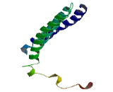 Transcription Elongation Factor A Like Protein 2 (TCEAL2)