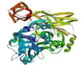 Transglutaminase 2 (TGM2)