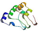 Transient Receptor Potential Cation Channel Subfamily M, Member 4 (TRPM4)