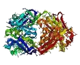 Trastuzumab (TTZ)