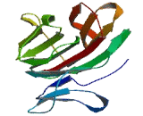 Tripartite Motif Containing Protein 64B (TRIM64B)