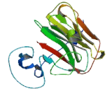 Tripartite Motif Containing Protein 64C (TRIM64C)