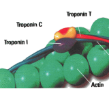 Troponin C (TNC)