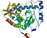 Tryptophan Hydroxylase 2 (TPH2)