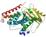 Tubulin Beta 6 (TUBb6)