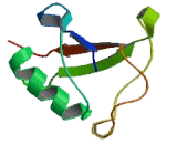 Tubulin Folding Cofactor B (TBCB)