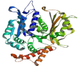 Tubulin Gamma 2 (TUBg2)