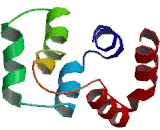 Tumor Necrosis Factor Receptor Superfamily, Member 25 (TNFRSF25)