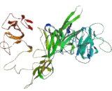 Tumor Protein p53 Binding Protein 1 (TP53BP1)