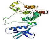 Tyrosine Kinase With Immunoglobulin Like And EGF Like Domains Protein 1 (Tie1)