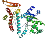 Tyrosyl tRNA Synthetase (YARS)