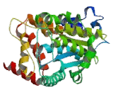 Tyrosyl tRNA Synthetase 2, Mitochondrial (YARS2)