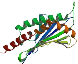 UL16 Binding Brotein 2 (ULBP2)