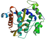 Ubiquitin Carboxyl Terminal Hydrolase L3 (UCHL3)