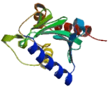 Ubiquitin Conjugating Enzyme E2I (UBE2I)