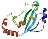 Ubiquitin Conjugating Enzyme E2L3 (UBE2L3)