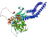 Ubiquitin D (UBD)