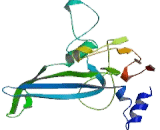 Ubiquitin Specific Peptidase 1 (USP1)