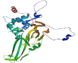 Ubiquitin Specific Peptidase 17 Like Protein 7 (USP17L7)