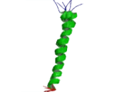 Urocortin (UCN)