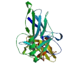 Transcription Factor P65 (NFKB3)