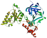 Valosin Containing Protein (VCP)