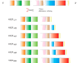 Vascular Endothelial Growth Factor 183 (VEGF183)