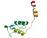 Vitamin D Receptor (VDR)