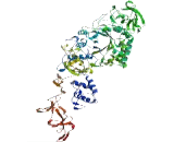 Von Willebrand Factor A Domain Containing Protein 5B2 (vWA5B2)