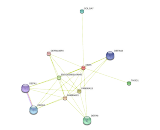 X-Kell Blood Group Precursor Related Family, Member 5 (XKR5)