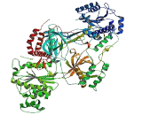 X-Ray Repair Cross Complementing 6 (XRCC6)