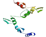 Zinc Finger Protein 419 (ZNF419)