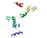 Zinc Finger Protein 454 (ZNF454)
