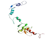 Zinc Finger Protein 836 (ZNF836)