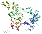 Zinc Finger Protein 862 (ZNF862)