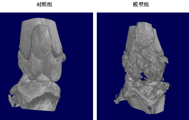 Micro CT image of Osteoarthritis (OA) model