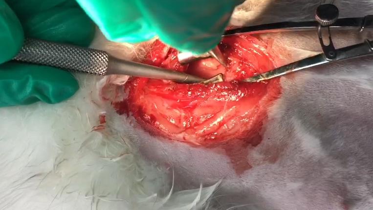 Pleural adhesion model in rabbits