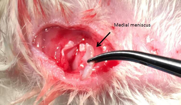 Rat Model for Osteoarthritis (OA)