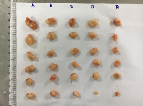 Tumor formation in nude mice