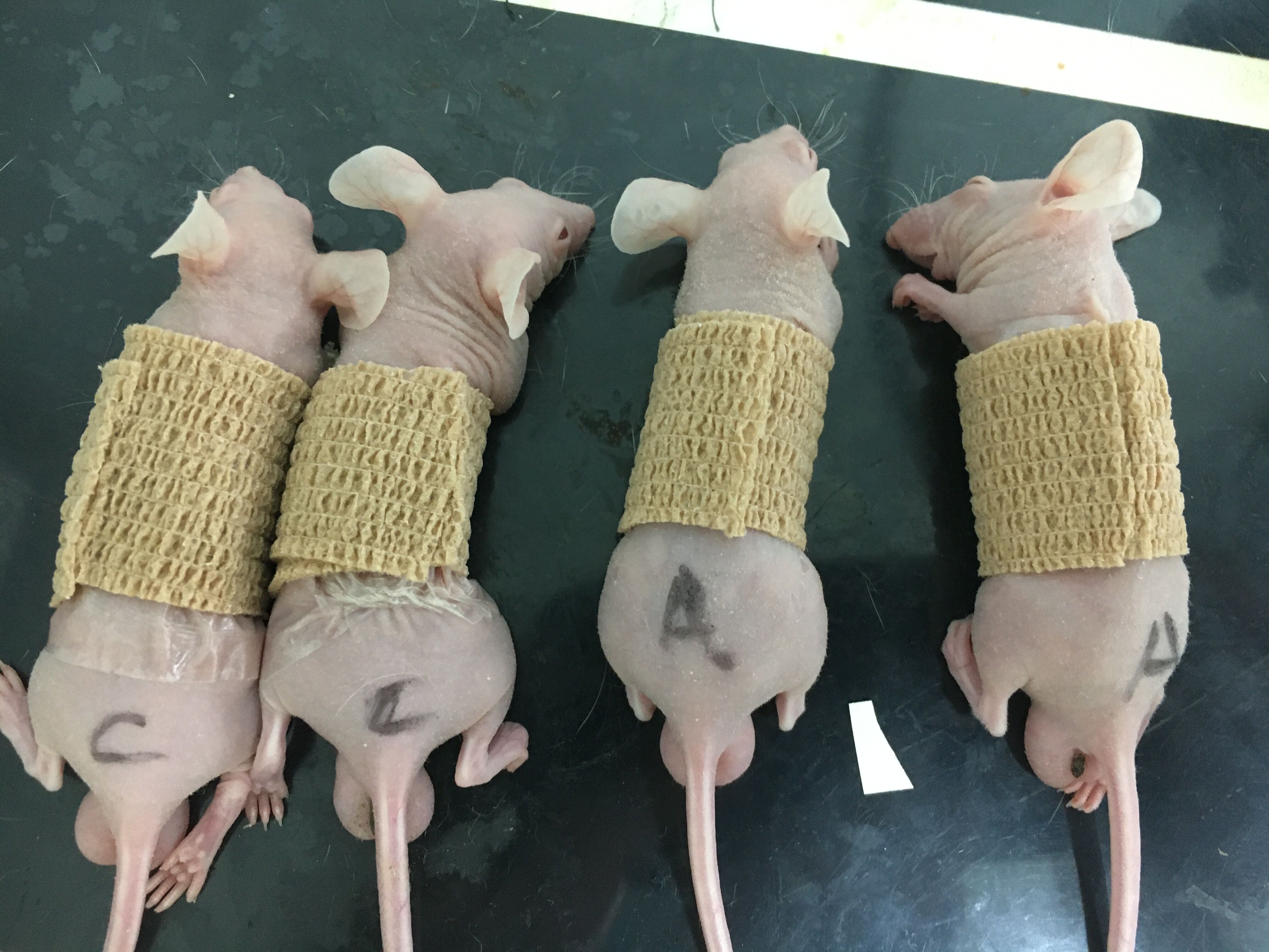Wound modeling and stem cell transplantation in nude mice