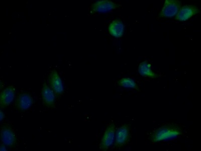 Anti-Beta Actin (ACTB) Monoclonal Antibody