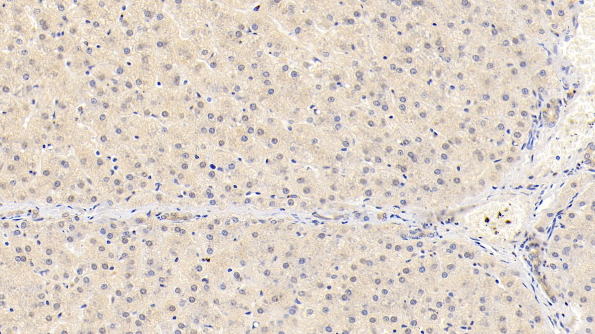 APC-Linked Monoclonal Antibody to Chemerin (CHEM)