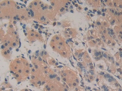 Monoclonal Antibody to Amphiregulin (AREG)