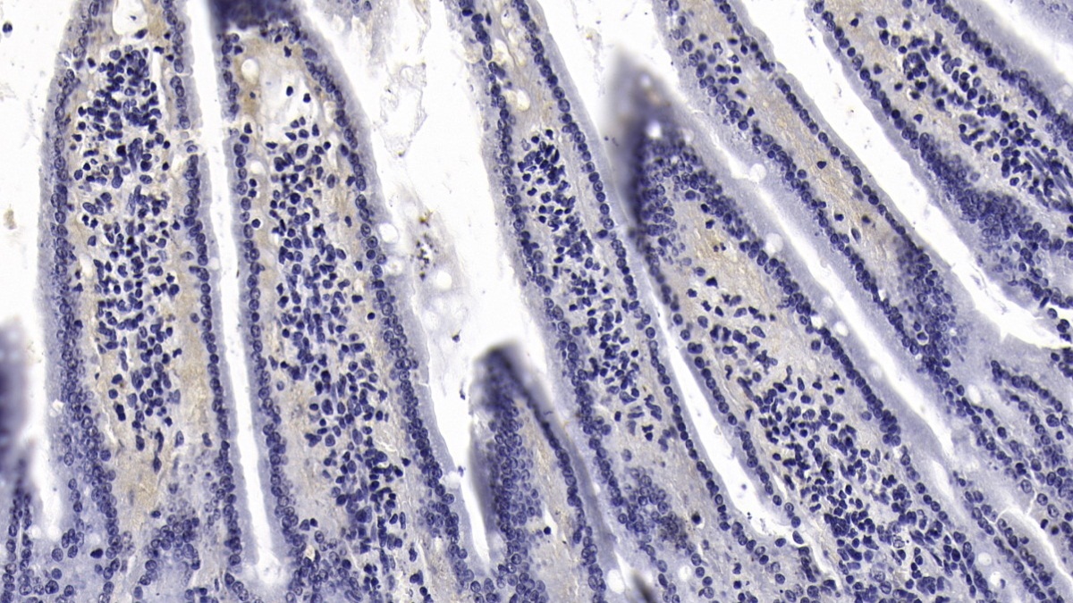 Monoclonal Antibody to Interleukin 10 (IL10)