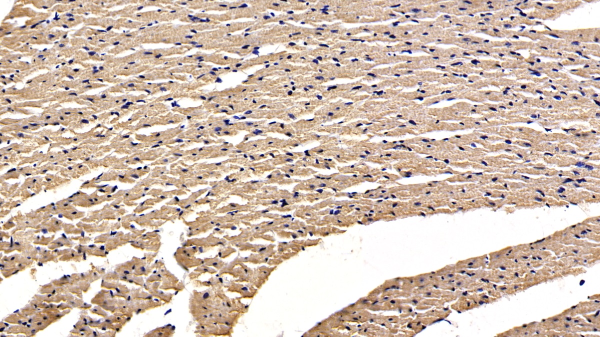 Monoclonal Antibody to Osteoprotegerin (OPG)