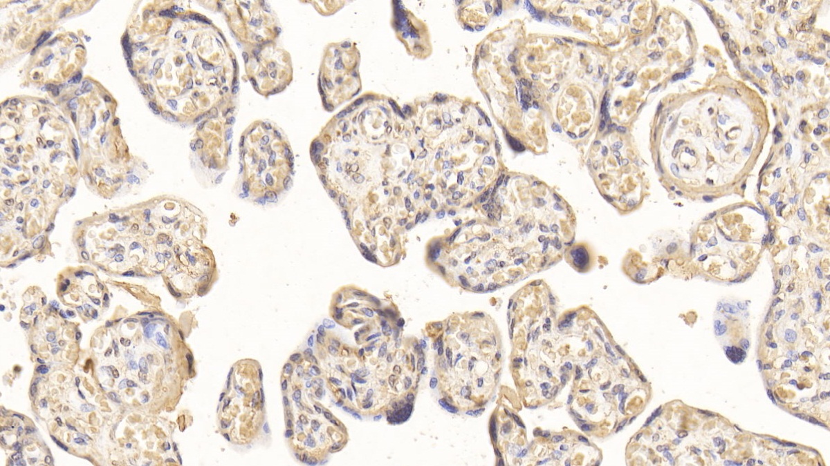 Monoclonal Antibody to Superoxide Dismutase 3, Extracellular (SOD3)