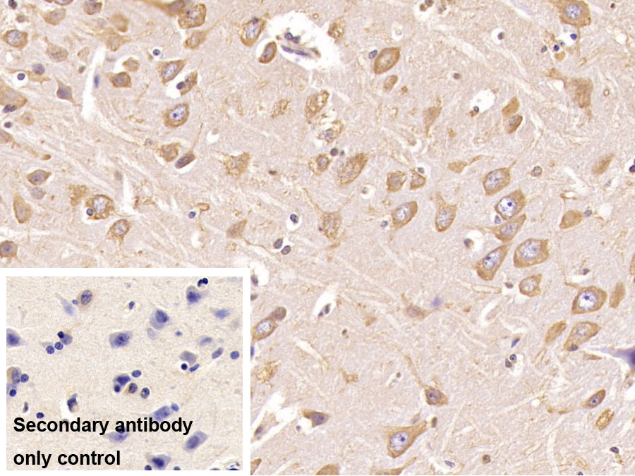 Monoclonal Antibody to Ubiquitin (Ub)