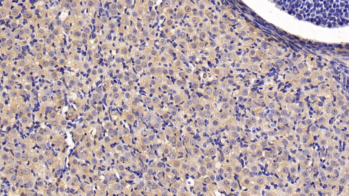 Monoclonal Antibody to Anti-Mullerian Hormone (AMH)